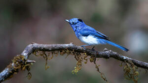 blue bird perched on tree